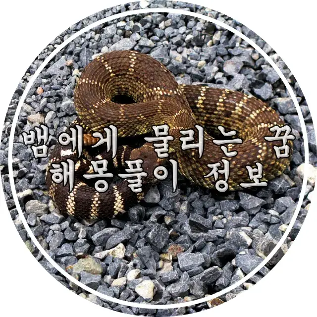 뱀에게 물리는 꿈 썸네일